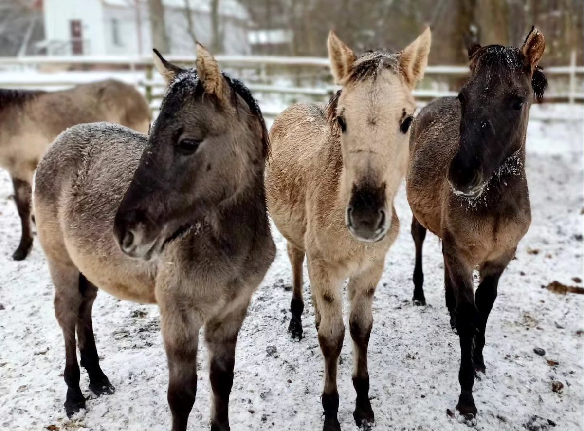 Zima Jest Im Niestraszna Koniki Polskie Z Roztocza Radz Sobie Nawet W