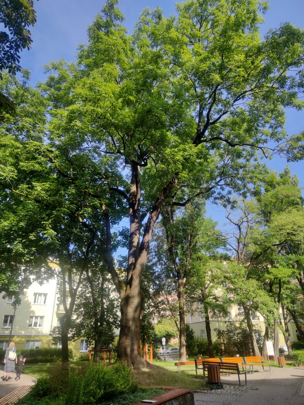 Cztery nowe pomniki przyrody w Lublinie zdjęcia Lublin112 pl