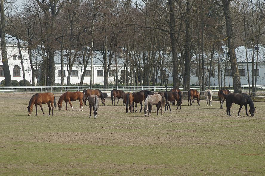 Prokuratura znów wkracza do stadniny w Janowie Podlaskim. Po raz kolejny mowa jest o niegospodarności