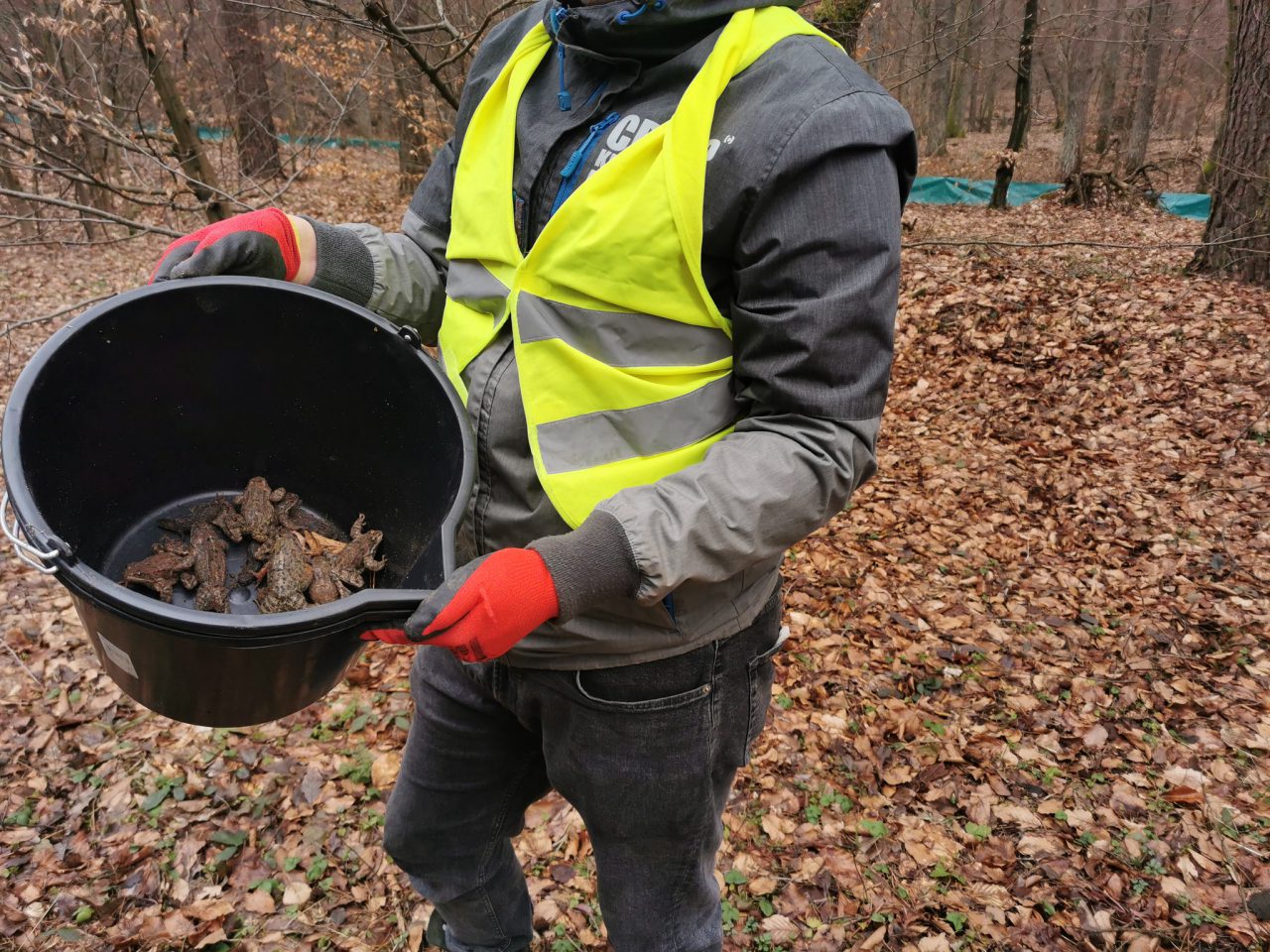 Rusza akcja „Ocal Żabkę”. Na Roztoczu będą ratować płazy przed śmiercią pod kołami samochodów