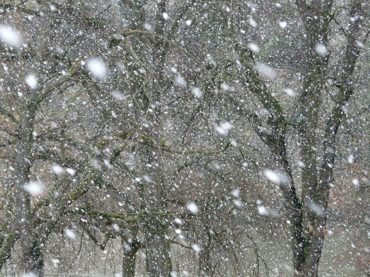 Śnieżyca i zawieje śnieżne nadchodzą do woj. lubelskiego. Najpierw spadki temperatury do -15℃, potem nawet 14℃ w regionie