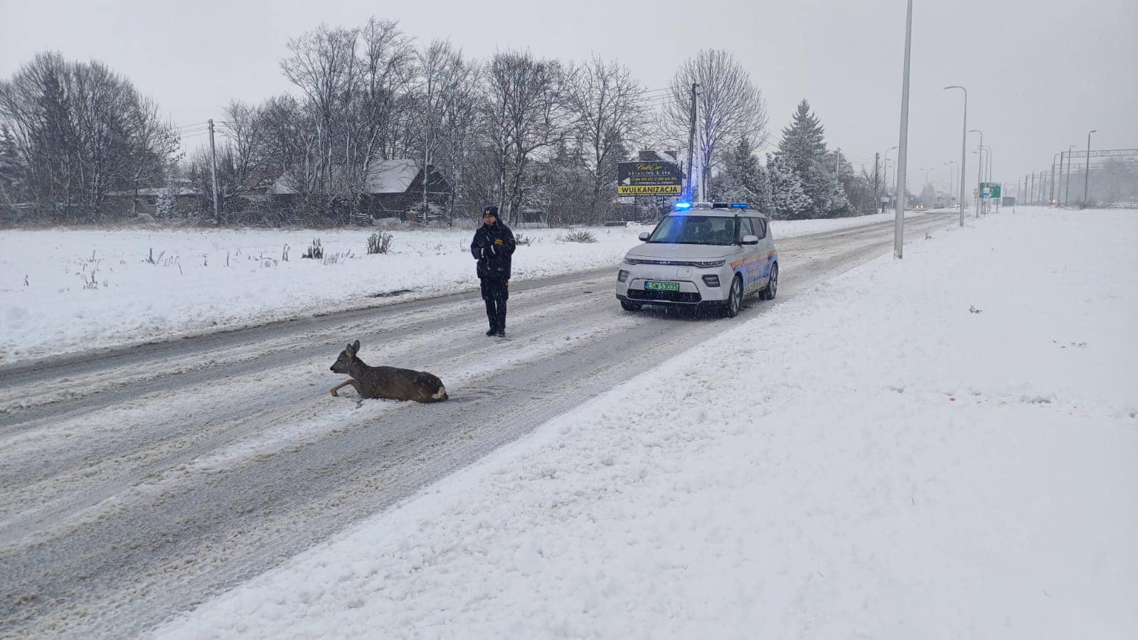 Ktoś potrącił zwierzę i odjechał. Koziołek najprawdopodobniej zostanie uśpiony (zdjęcia)