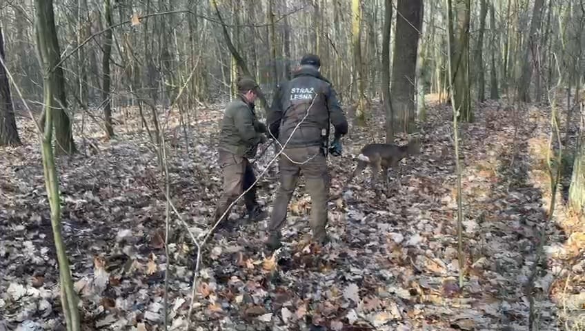 Całą rodziną przyszli po skłusowaną sarnę. Zwierzę zostało uwolnione z wnyków przez strażników leśnych (zdjęcia, wideo)