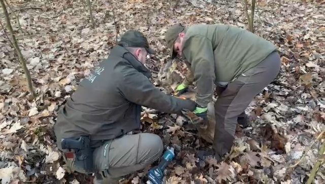 Całą rodziną przyszli po skłusowaną sarnę. Zwierzę zostało uwolnione z wnyków przez strażników leśnych (zdjęcia, wideo)