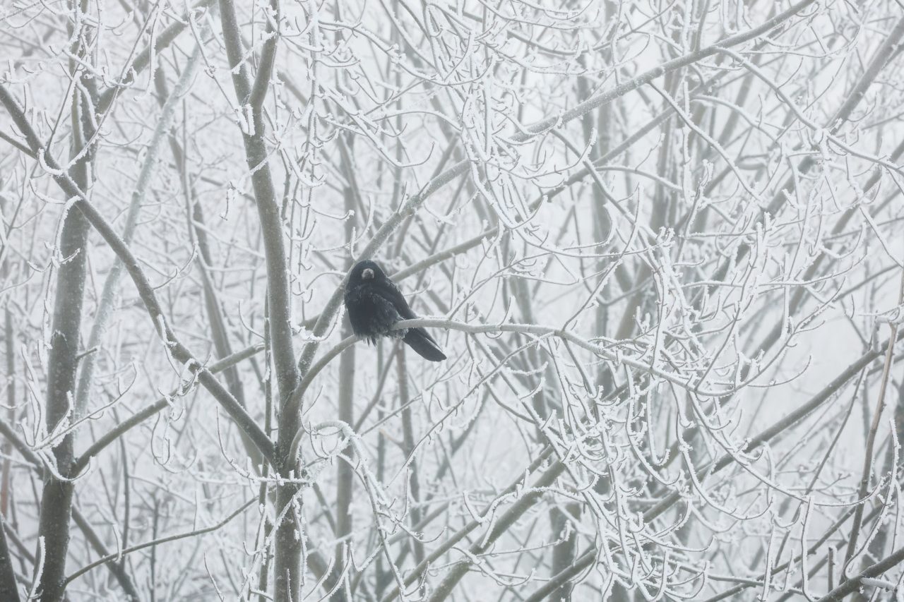 Bardzo mroźny poranek w Polsce. W regionie odnotowano poniżej – 15°C