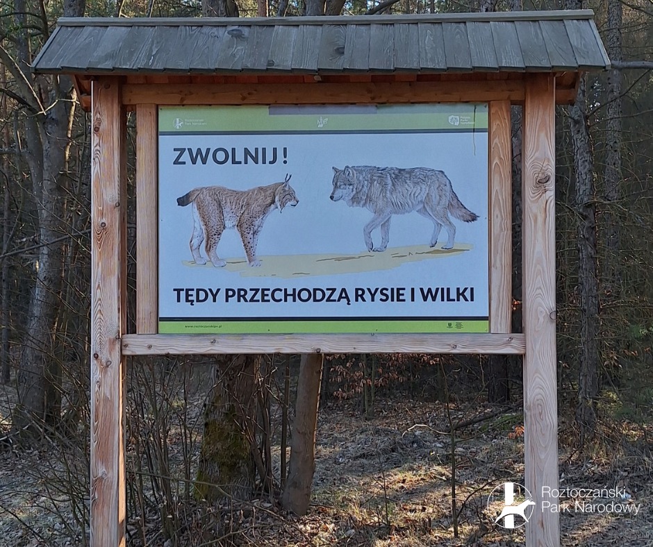 Kolejny roztoczański wilk nie żyje. Zginął potrącony przez samochód (zdjęcia)