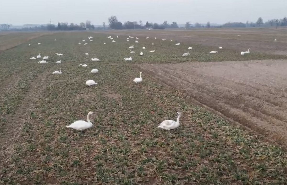 Wiosna nad zbiornikiem w Nieliszu. Powrót ptaków zwiastuje cieplejsze dni (wideo)